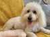 Maltipoo toy maltese small poodle toy boy puppy silver black ready now