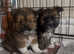 pomchi puppies