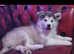Bi eyed sable alaskan  malamute bitch