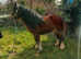 Cob mare 2 year old.
