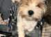 Biewer Terrier girl puppy