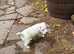 PEDIGREE REGISTERED PARSON RUSSELL  TERRIER PUPPY