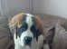 Beautiful female saint bernard