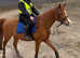 **PENDING* ** Stunning 15.3 hh Arab 4 year old gelding
