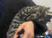 Bengal x kittens ready for new home