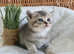BEAUTIFUL BSH KITTENS (READY 8TH JUNE)