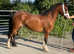 Project or broodmare