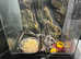 Young Day Gecko and Exo Terra Viv for sale