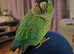 Young TAME Male Turquoise Green Cheek Conure 16 months old