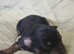 Maltipom puppies beautiful litter of 6