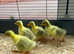 Embden Goslings for sale