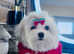 Teacup micro size 1.3 kg KC maltese boy CH bloodline DNA