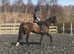 8yr old gelding