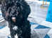 1cavapoo boy available  from dna tested parents