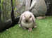 Seal point mini lops/lion lop baby rabbits