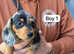 Miniature dachshund puppies
