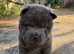 Smooth cream chow chow for sale! Price been reduced