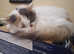 Ragdoll/Ragamuffin tri coloured stunning cat