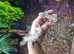 Leachianus Gecko's (on hold)