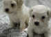 Absolutely ADORABLE little floofy Bichon Frise for beautiful forever homes . Available now in Maldon Essex