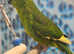 Kakariki for sale