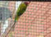 Male Plum Head Parakeet