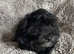 F1 very loving maltipoos, one girl left, ready now