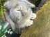 Mini lop boy