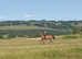 16.1hh allrounder mare 9 yr old