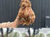 Toy poodle