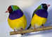 Gouldian Finches  male female,8
