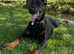 Doberman Female