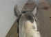14.2 blue and white ride and drive cob gelding