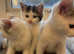 white kittens for sale