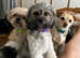 Female shihpoo 3 years