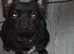 Khali female full fluffy 1 year old