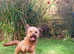 Cavapoo stud dog. DNA tested and hipscored