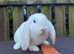 Amazing French lops for sale