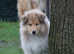 Stunning rough collie male