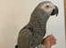 Talking Super Cuddly Super Tame African Grey Parrot