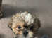9 week old gorgeous Shih tzu pups