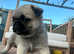 7 beautiful Pug puppies KC reg ready 16th may.