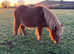 Beautiful miniature shetland filly