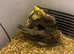 Budgies kaks cocktails conures are wanted