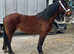 Project mare