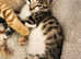 Silver Blue Tabby & Tortie Smoke Bengal X Kittens