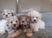 Lhasa Apsos puppies for sale