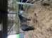 3 year old geldings