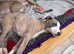Kc reg whippet pups ready now