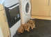 cokapoo pups